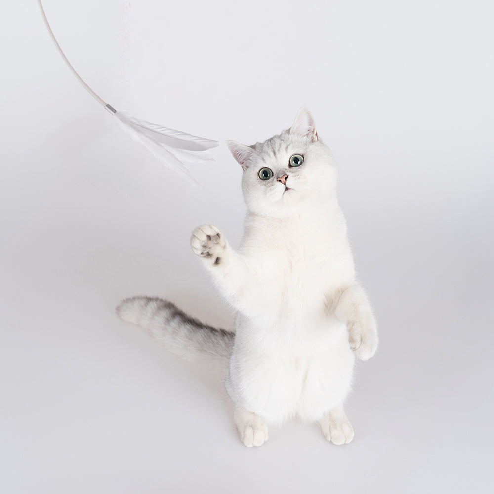 Distributor for Petkit, Catlink and Pidan - Petland Company Limited PIDAN GREY EXTENDED TEASER - FLEXIBLE CAT PLAY WAND WITH NATURAL FEATHERS PIDAN CAT