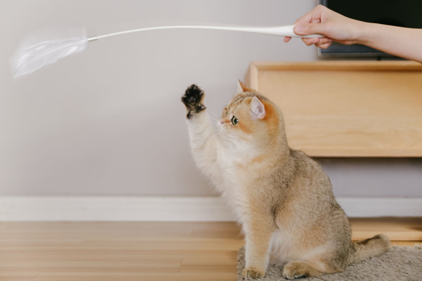 Distributor for Petkit, Catlink and Pidan - Petland Company Limited PIDAN GREY EXTENDED TEASER - FLEXIBLE CAT PLAY WAND WITH NATURAL FEATHERS PIDAN CAT