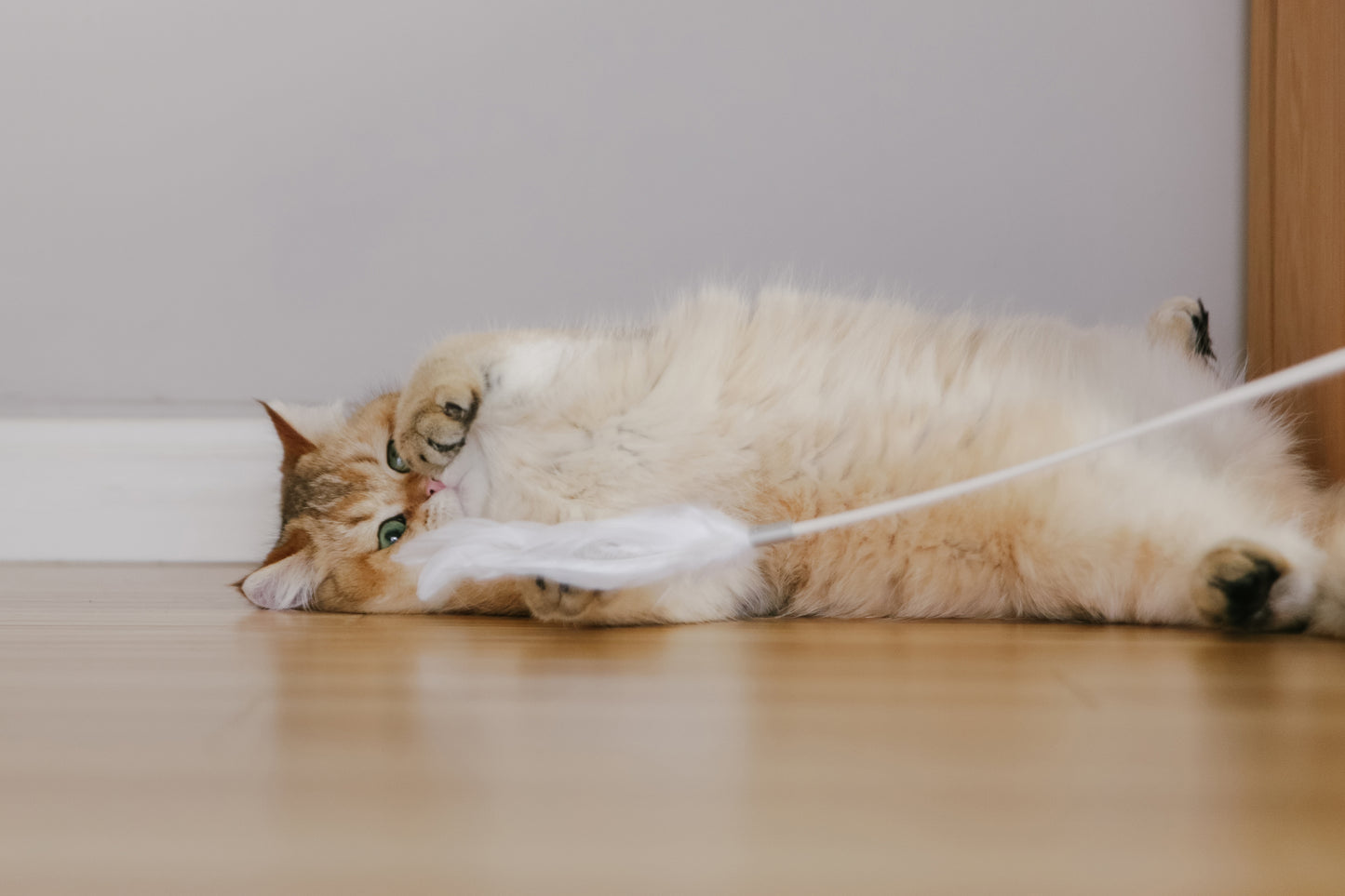 Distributor for Petkit, Catlink and Pidan - Petland Company Limited PIDAN GREY EXTENDED TEASER - FLEXIBLE CAT PLAY WAND WITH NATURAL FEATHERS PIDAN CAT