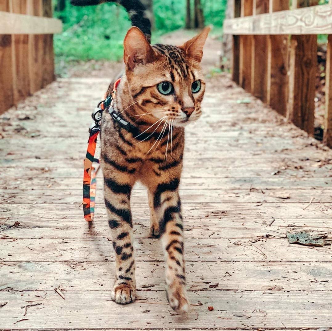 Distributor for Petkit, Catlink and Pidan - Petland Company Limited PIDAN CAT HARNESS & LEASH SET PIDAN CAT pidan_featured