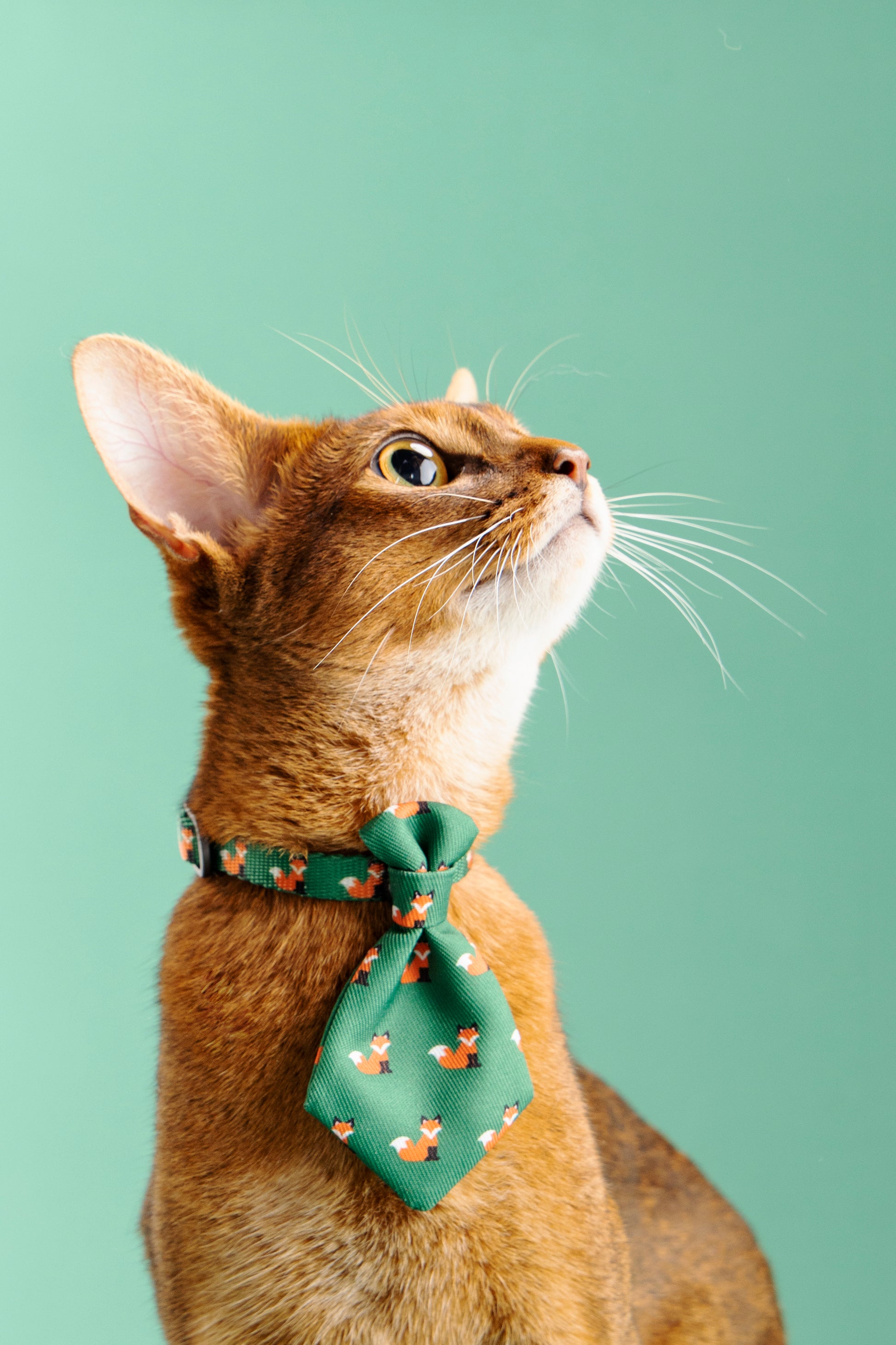 Distributor for Petkit, Catlink and Pidan - Petland Company Limited PIDAN PET NECKTIE COLLAR PIDAN CAT