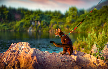 Distributor for Petkit, Catlink and Pidan - Petland Company Limited PIDAN CAT HARNESS & LEASH SET PIDAN CAT pidan_featured