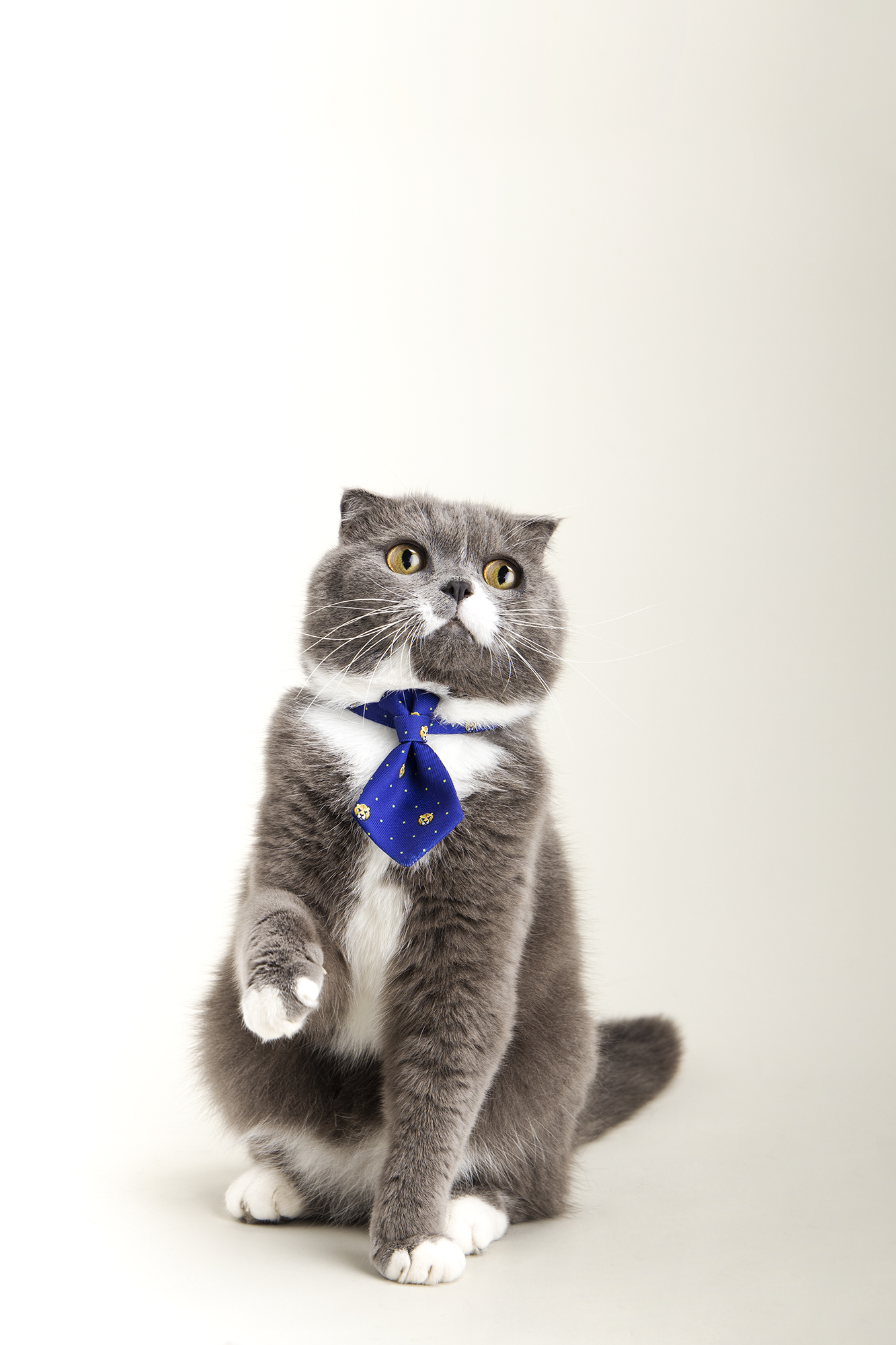 Distributor for Petkit, Catlink and Pidan - Petland Company Limited PIDAN PET NECKTIE COLLAR PIDAN CAT