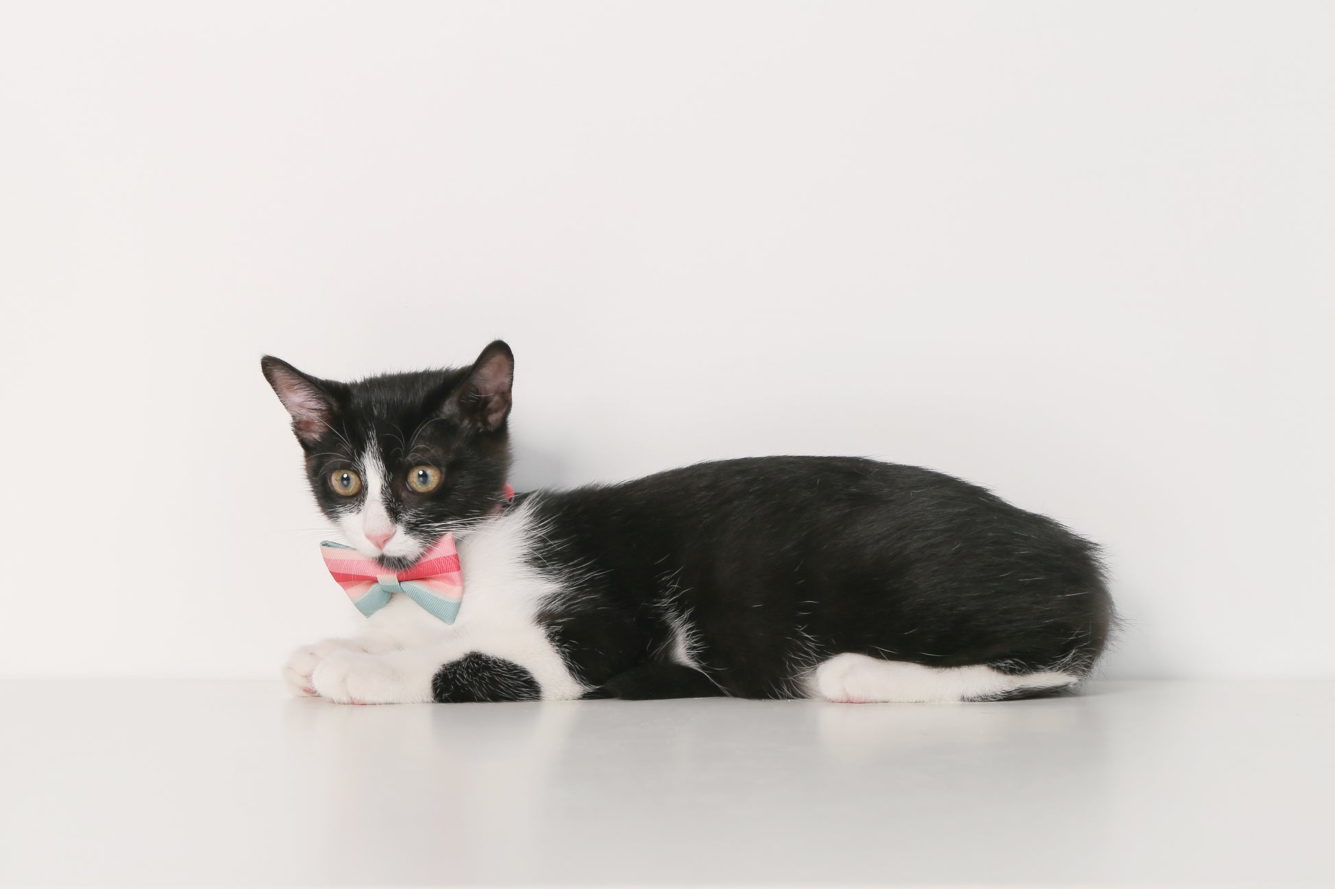 Distributor for Petkit, Catlink and Pidan - Petland Company Limited PIDAN CAT BOW TIE COLLAR PIDAN CAT pidan_featured